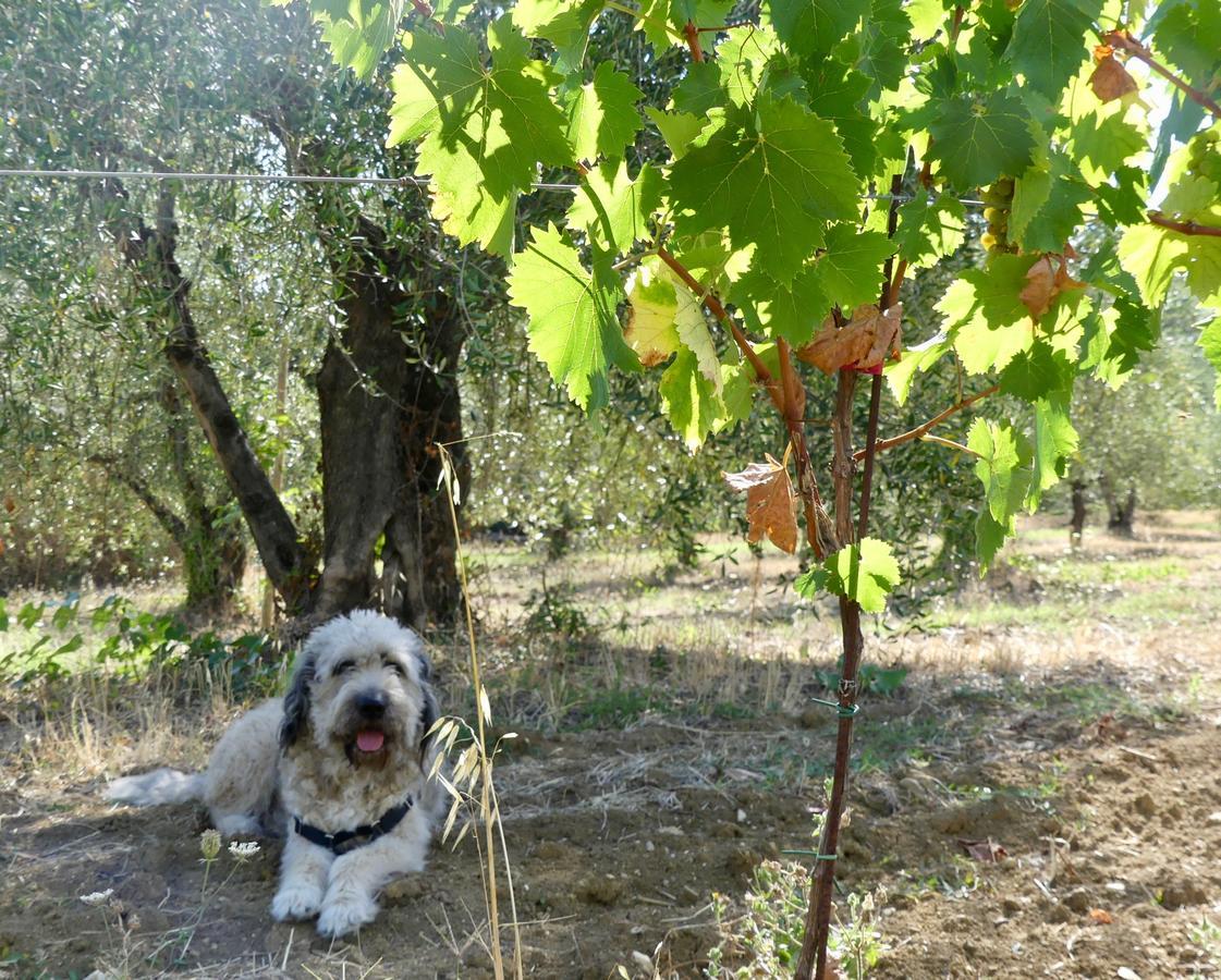 Due Piani Villa Barberino di Val dʼElsa Exteriör bild